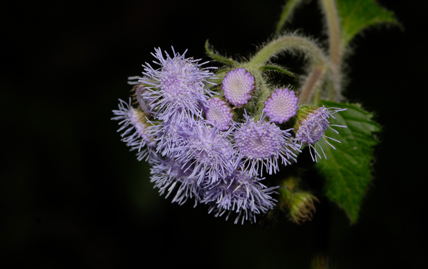 [105 mm, 1/60 sec at f / 14, ISO 200]